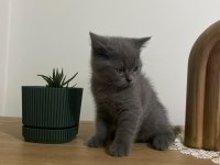 British shorthair blue ve blue point bebekler