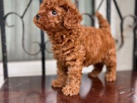 Ultra kalite toy poodle yavrularımız