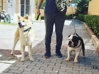 YAVRU VE YETİŞKİN A KALİTE İNGİLİZ BULLDOG