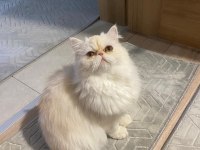 Orjinal Saf Kan İran PERSİAN Son 1 Yavru Anne ve Baba
