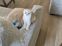 Dişi scottish fold silver