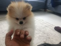 İki Buçuk Üç Aylık Erkek Pomeranian