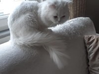 Acil sahiplendirilecek kedimiz 1 yaşında