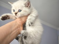 British blue point ve scottish Straight safkan bebekler