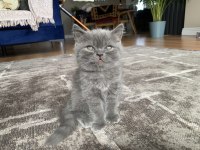 2 Aylık Safkan British Shorthair Yuva Arıyor