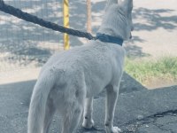YAVRU SİBİRYA (HUSKY)