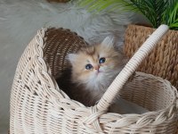 British Longhair dişi