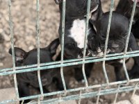 2 adet french bulldog bilgi almadan geçmeyin