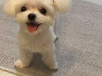 TR de TEK BU GUZELLİKTE SNOW MALTESE