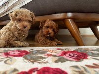A1. Sınıf maltipoo yavrular