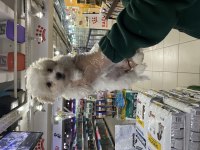 SAFKAN MALTİPOO YAVRULARIMIZ VONALP GARANTİSİYLE 