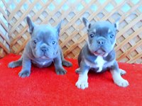 BLUE QUAD VE BLUE AND TAN FRENCH BULLDOG YAVRULAR İZMİR