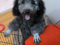 6 AYLIK SİLVER POODLE