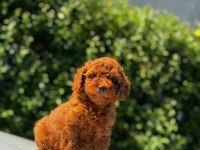 Toy poodle yavrularımız