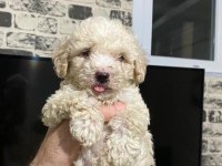 MALTIPOO oğlumuz