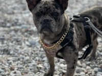 Egzotik merle french bulldog