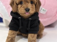 BEBEK SURAT OYUNCAK GİBİ MALTIPOO BEBEKLER