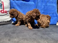 Ultra kalite redbrown toy poodle yavrularımız