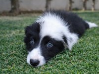 Zeka Küpü Border Collie Yavrular