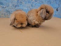 Mini lop tavşanı bebeklerimiz