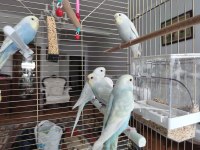 Pastel Renk Muhabbet Kuşu Yavrular