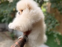 Minik pomeranian bebeklerimiz ailelerini bekliyor