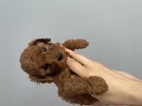 Red Brown Toy Poodle