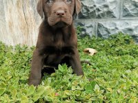 Show Kalite Labrador Retriever Yavrularımız