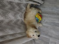 4 aylik yavru maltipoo