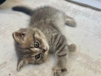 Silver tabby shorthair straight 3 aylık Yavru Kedimiz