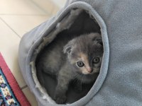Scottish fold 50 günlük yavrular
