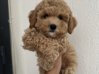 Toy Poodle Köpeğimiz