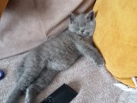 KEDİMİZDEKİ BU RAHATLIK PAŞA DA YOK