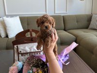 Baby Face Erkek Poodle