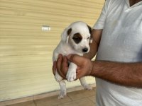Jack Russell Yavruları