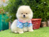 Safkan Pomeranian Boo Yavrularımız