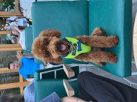 Poodle paskalımıza gerçekten bakacak bir aile arıyoruz