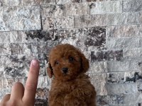 MİKROCHİPLİ HİPOALERJENİK RED BROWN  POODLE YAVRULAR