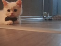 3 şilaĥşör kediler