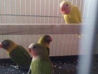 Bebek sevda cennet papağanları