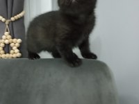 Uyguna kakao bebek british shorthair