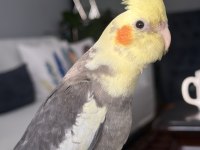 Konuşan sultan papağanı 5 aylık