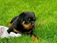 A kalite rottweiler bebekler