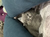 Yavru british shorthair bebeğimiz