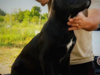 Dünya şampiyonlukları soyundan dişi cane corso yavrumuz