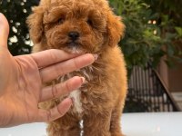 Maltipoo korean