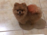 ORJİNAL POMERANİAN BOO