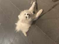 5 aylık pomeranian aşısı yapıldı kimliği var çiği takıldı