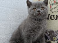 Safkan British Shorthair Gri Yavrular