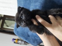 Scottish fold siyah kedimiz